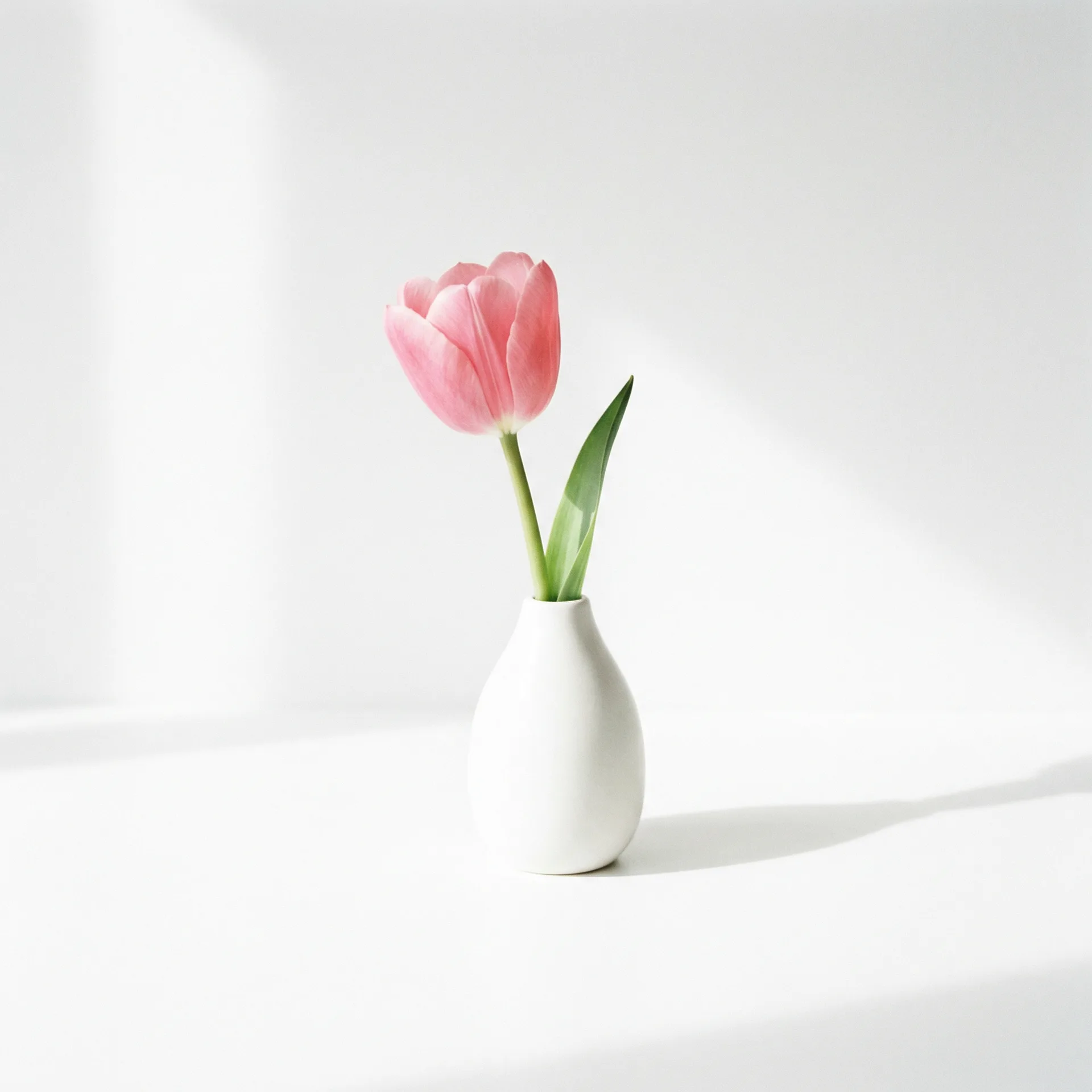 今日推荐粉色郁金香 - 探花